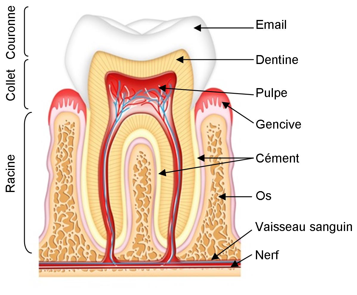 La dent - Dr. Philippe Gaudillière